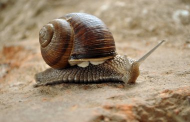 Large Snail clipart