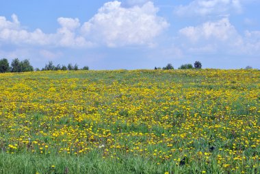 çayır