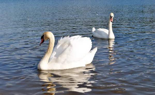 stock image Two swan