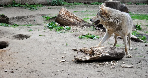 stock image Grey wolf