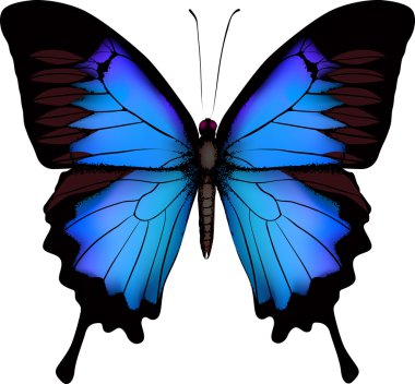 Blue butterfly papilio ulysses (Mountain Swallowtail) isolated v clipart