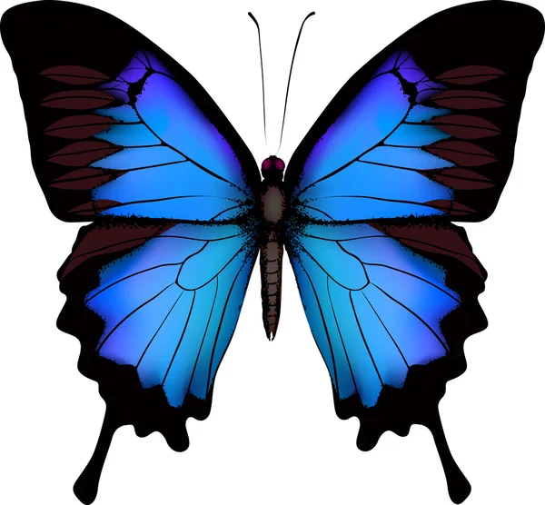 Azul mariposa papilio ulysses (cola de golondrina de montaña) aislado v — Archivo Imágenes Vectoriales