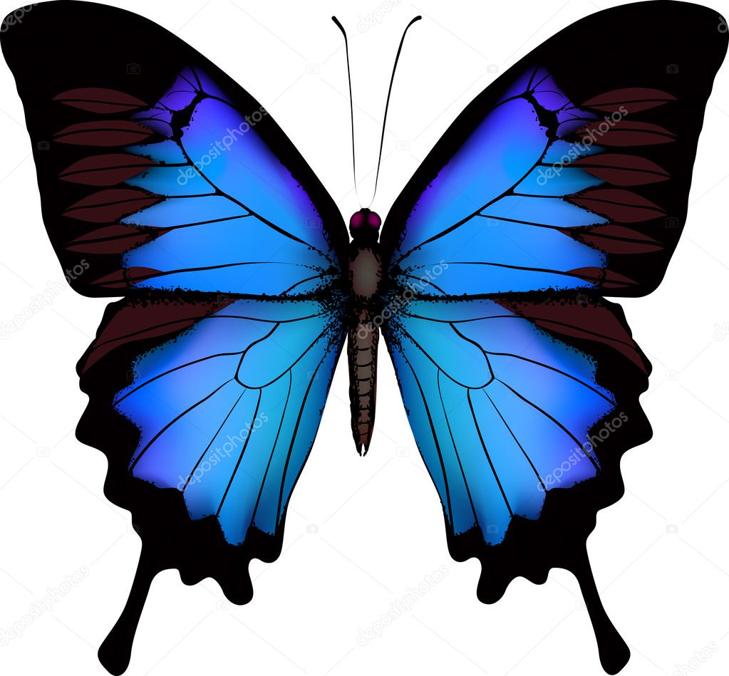 Blue butterfly papilio ulysses (Mountain Swallowtail) isolated v