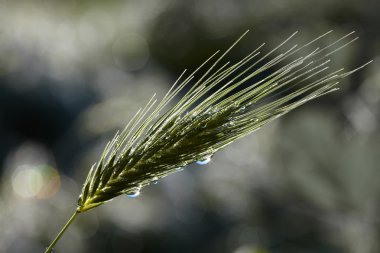 çim spikelet üzerinde yağmur damlaları