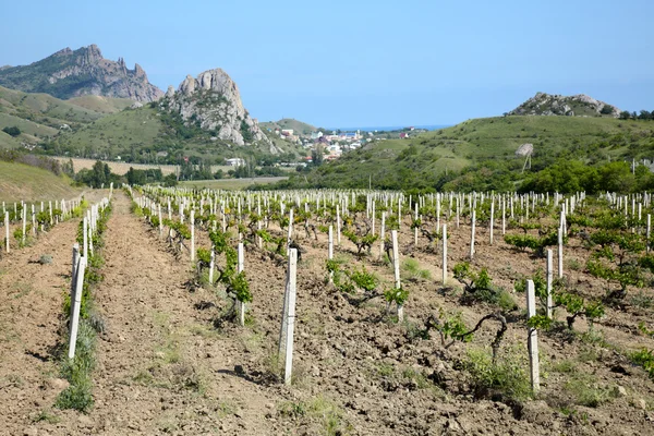 Wijngaard op de heuvel — Stockfoto