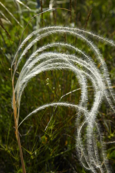 Feather grass — Stock Photo, Image