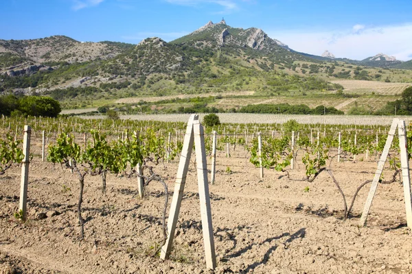 Weinland zwischen Hügeln — Stockfoto