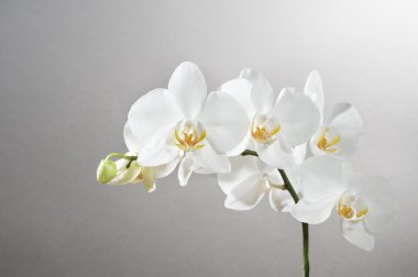 Beautiful orchid clipart