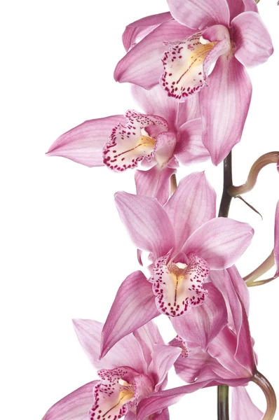 Orquídea rosa bonita — Fotografia de Stock