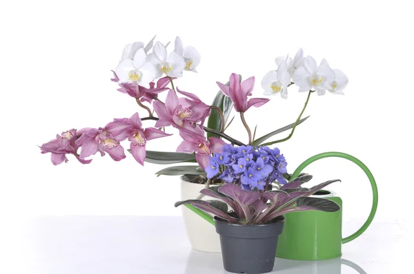 Lindas flores em vasos sobre fundo branco — Fotografia de Stock