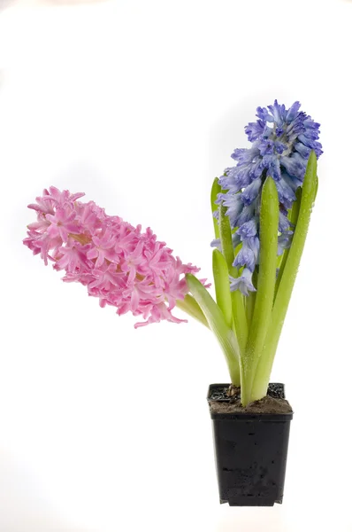 Szép tavaszi virág színe Jácint — Stock Fotó