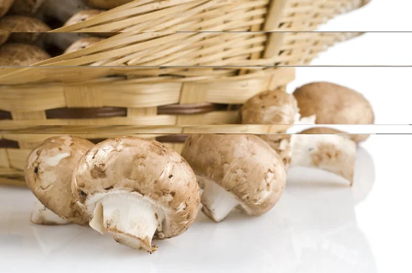 Mushrooms close-up — Stock Photo, Image