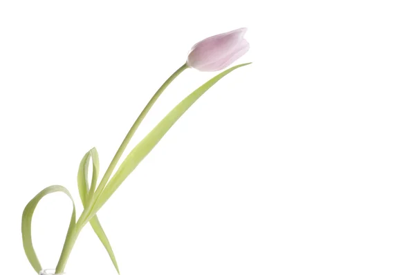 Beautiful pink tulip — Stock Photo, Image