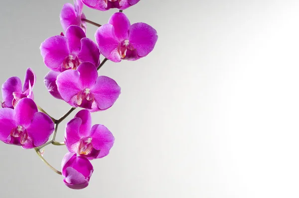 Красиві орхідеї — стокове фото