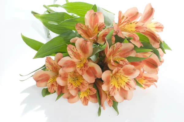 Szép ünnep virágok Jogdíjmentes Stock Fotók