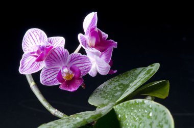 Orchid phalaenopsis hybrid over black clipart