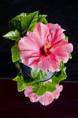 güzel pembe hibiscus çiçek üzerinde siyah