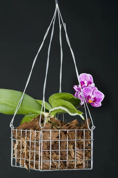 Híbrido phalaenopsis de la orquídea sobre negro — Foto de Stock