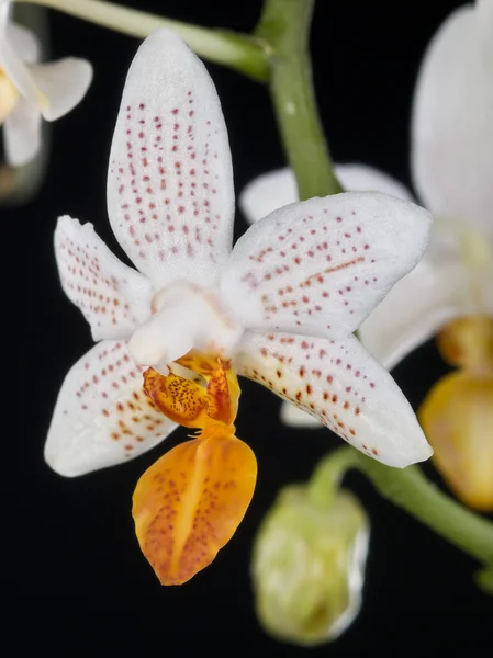 Ibrido di phalaenopsis del Orchid sopra il nero — Foto Stock