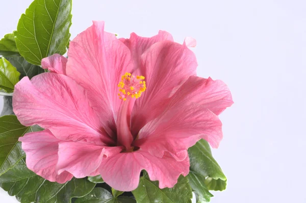 Beautiful pink hibiscus flower over white — Stock Photo, Image