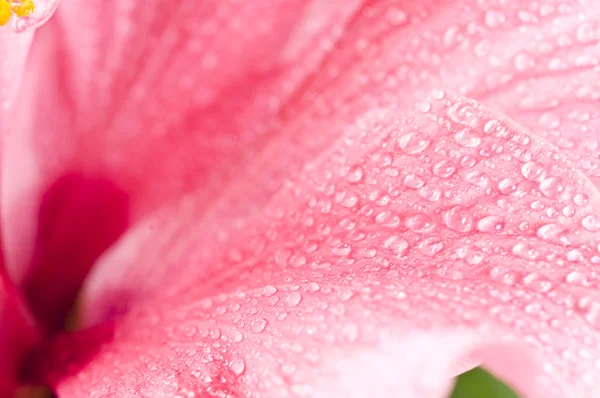 Abstrakte rosa Blütenblatt Hintergrund — Stockfoto