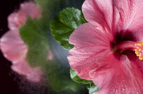 Красива рожева квітка гібіскуса над чорним — стокове фото