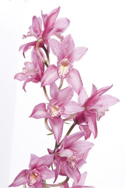 Beautiful pink orchid clipart