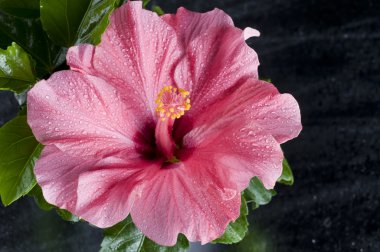 güzel pembe hibiscus çiçek üzerinde siyah