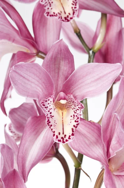 Gyönyörű rózsaszín orchidea — Stock Fotó