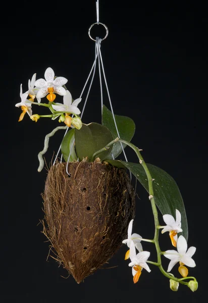 Phalaenopsis orchidea hibrid fekete felett — Stock Fotó