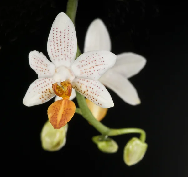 Storczyk phalaenopsis hybrydowy na czarno — Zdjęcie stockowe