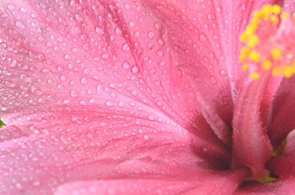 Абстрактний рожевий квітковий пелюстковий фон — стокове фото