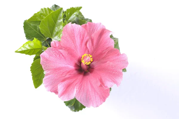 Красива рожева квітка гібіскуса над білим — стокове фото