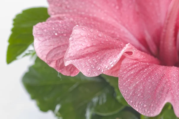 抽象的なピンクの花の花びらの背景 — ストック写真