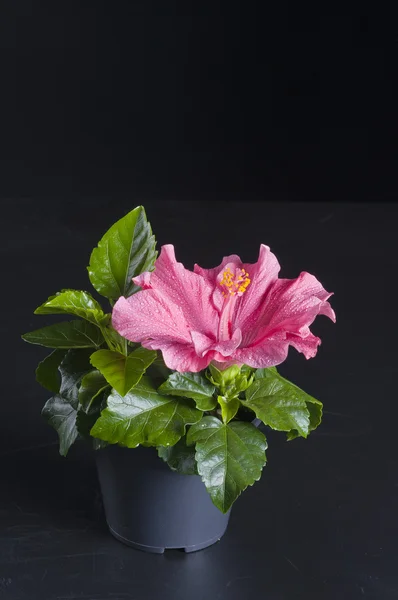 鍋にハイビスカスの花 — ストック写真