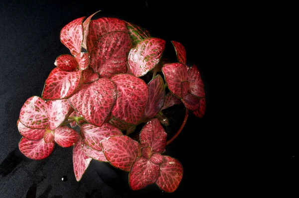 Green and red young houseplant — Stock Photo, Image