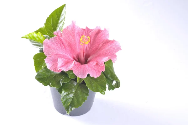 Flor de hibisco en una olla —  Fotos de Stock