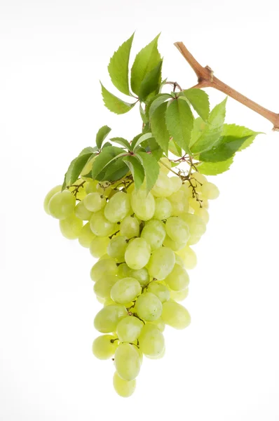 Ramo de uva verde sobre blanco —  Fotos de Stock
