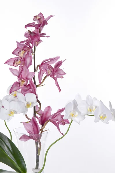 Gyönyörű Orchideák, mint fehér háttér — Stock Fotó