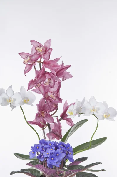 Beautiful flowers over white background — Stock Photo, Image