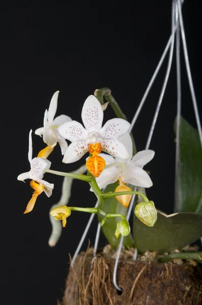 Phalaenopsis orkide melez siyah üzerine — Stok fotoğraf