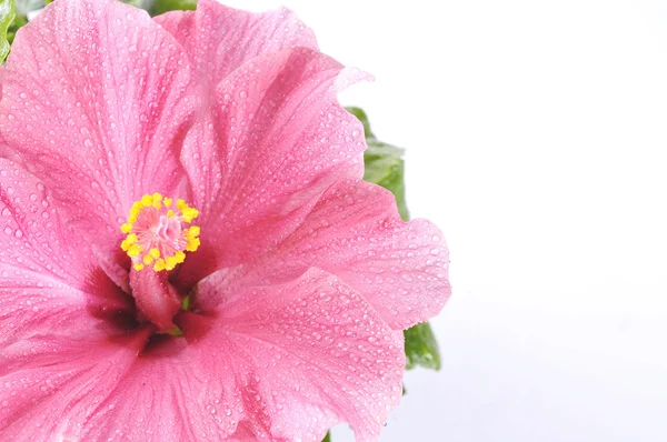 白で美しいピンクのハイビスカスの花 — ストック写真