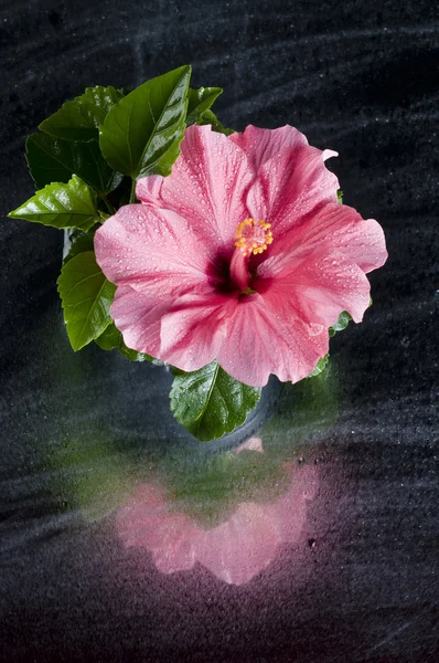 Красива рожева квітка гібіскуса над чорним — стокове фото
