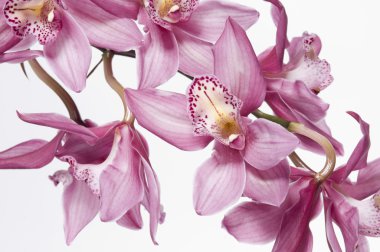 Beautiful pink orchid clipart