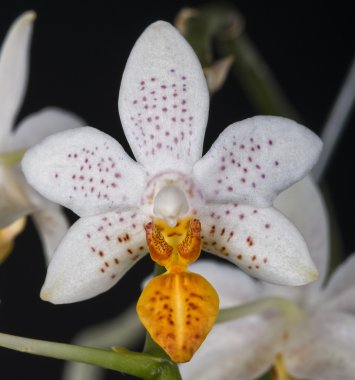 phalaenopsis orkide melez siyah üzerine