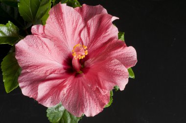 güzel pembe hibiscus çiçek üzerinde siyah