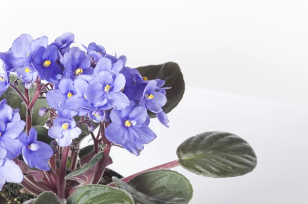 Violeta viola flores —  Fotos de Stock