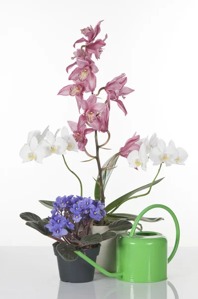 Bellissimi fiori in vaso su sfondo bianco — Foto Stock