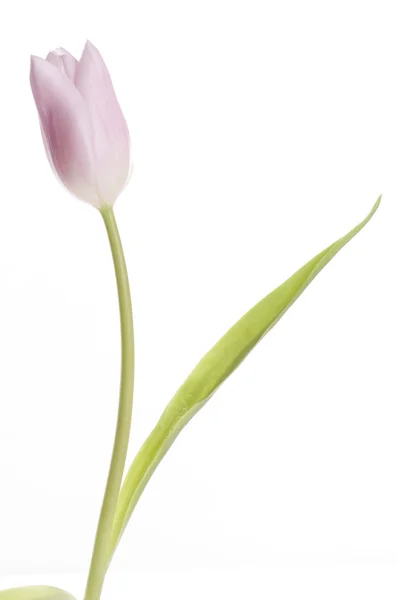 Piękny tulipan różowy — Zdjęcie stockowe