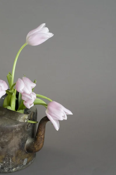 Sekumpulan tulip merah muda dalam ketel tua — Stok Foto